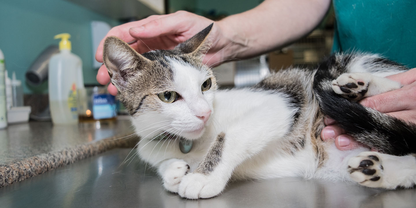 A cat is examined.